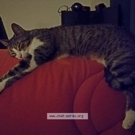 Photo 3/3 Nonoche Chat perdu à Poussan