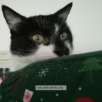 Photo 1/1 Ulysse Chat perdu à La chapelle saint florent