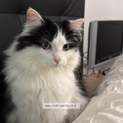 Photo 1/1 Uno Chat perdu à Uzerche