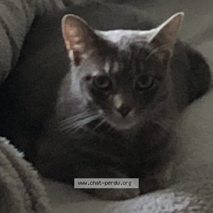 Photo 1/1 Betty Chat perdu à Saint aubin d aubigne