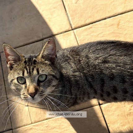 Photo de chat trouvé à La Chapelle Saint Aubin