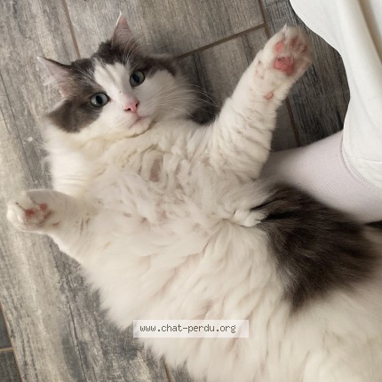 Photo 1/1 Ubermoustache Chat perdu à Concoret