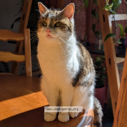 Photo 1/1 Tagada Chat perdu à Morand