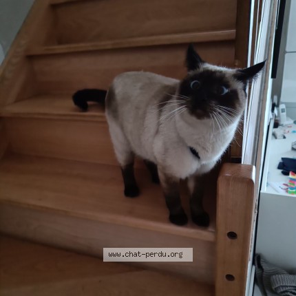 Photo 1/1 Ziggy Chat perdu à Orcines