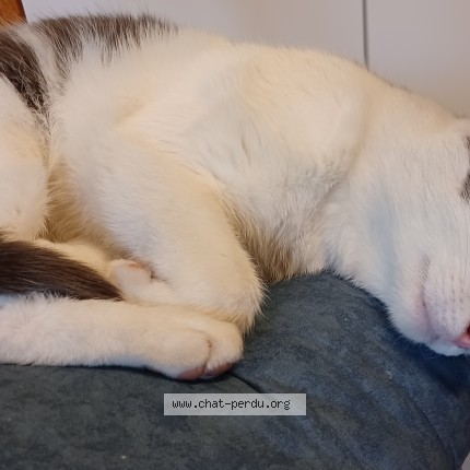 Photo 1/1 vasco Chat perdu à Rodez