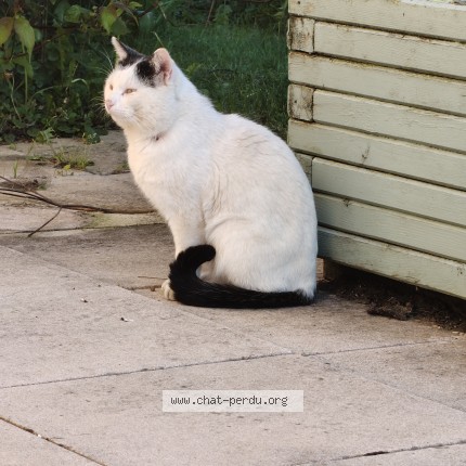 Photo 1/1 Chat trouvé Trouvé à Montbeliard