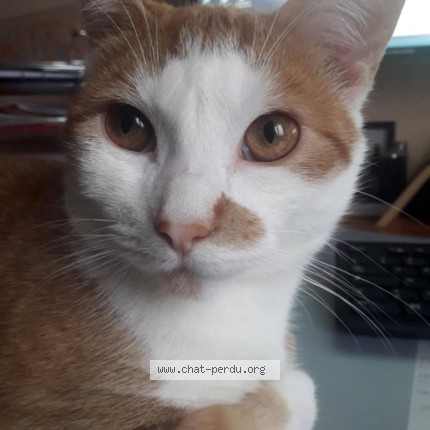 Photo 1/1 titi Chat perdu à Gorrevod