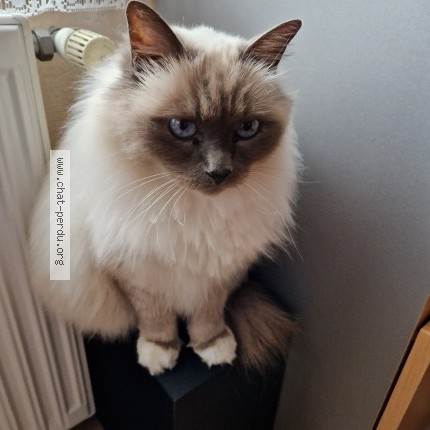 Photo de chat perdu à St Germain Les Arpajon