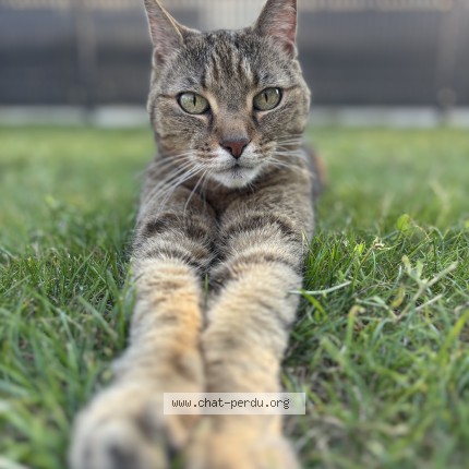 Photo 1/1 Kumi Chat perdu à Armoy