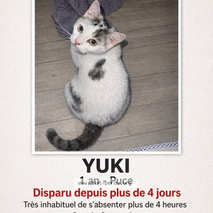 Photo 1/1 yuki Chat perdu à Genas