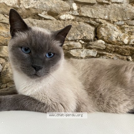 Photo 1/1 raven Chat perdu à Saint hilaire la foret