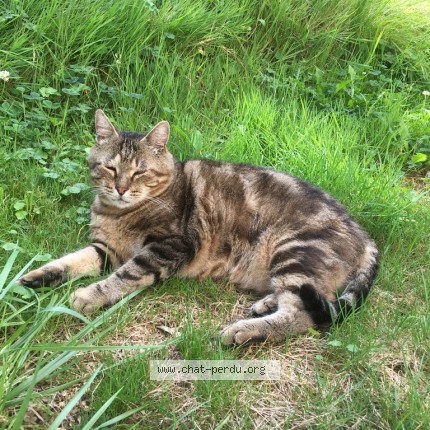 Photo 1/1 Moustache Chat perdu à Mezieres sur seine