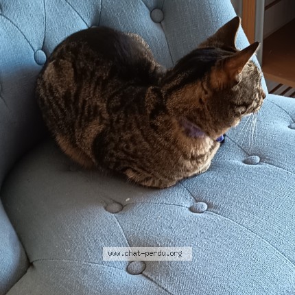 Photo 1/1 isis Chat perdu à Santes