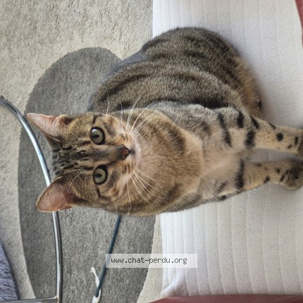 Photo 1/1 Chat retrouvé Perdu à Annecy