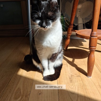 Photo de chat perdu à Saint Melaine Sur Aubance