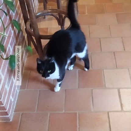Photo 1/1 Chat retrouvé Perdu à Saint Melaine Sur Aubance