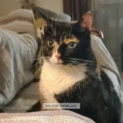 Photo 1/1 Alya Chat perdu à Fontaine le comte