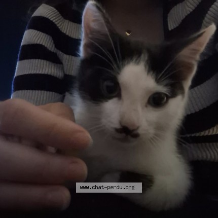 Photo 1/1 stitch Chat perdu à Geispolsheim