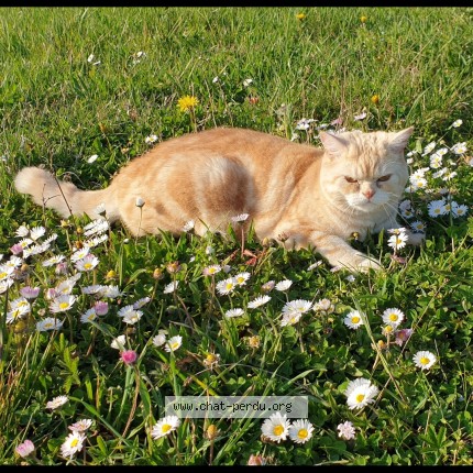 Photo 1/1 Raimu Chat perdu à Mions
