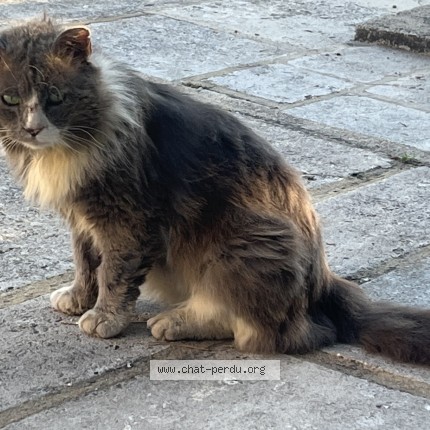 Photo 1/1 Chat trouvé Trouvé à Orgon