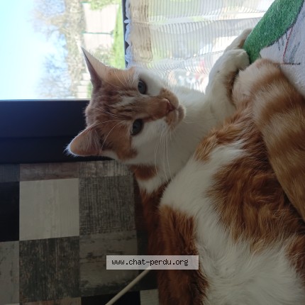 Photo 1/1 Garfield Chat perdu à Clery en vexin