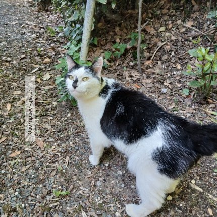 Photo 1/1 Chat trouvé Trouvé à Lagord