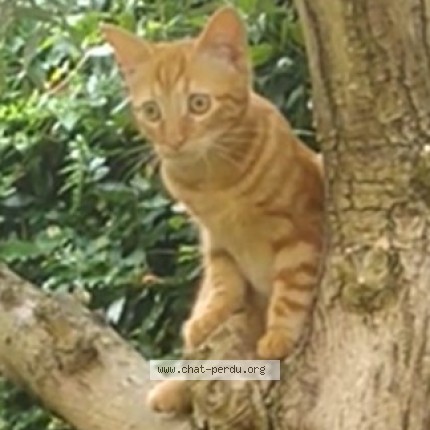 Photo 1/1 Tsuky Chat perdu à Lampaul plouarzel