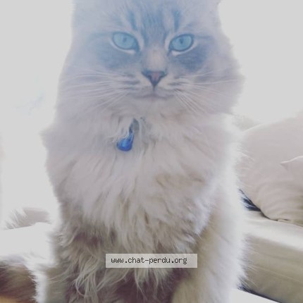 Photo 1/1 coco Chat perdu à Biarritz