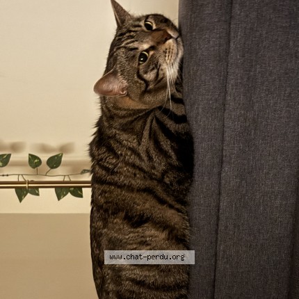 Photo de chat perdu à Montpellier