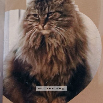 Photo 1/1 poupette Chat perdu à Villiers sur loir