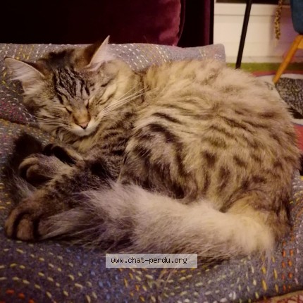 Photo de chat perdu à Carrieres Sous Poissy