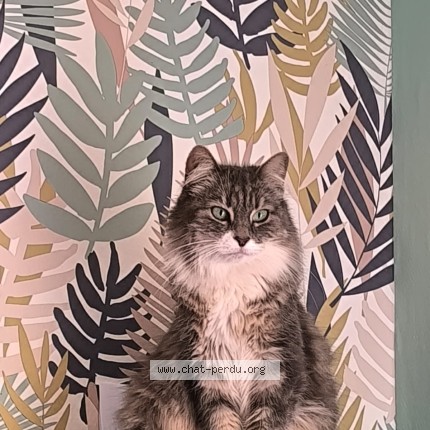 Photo de chat perdu à Montigny En Ostrevent