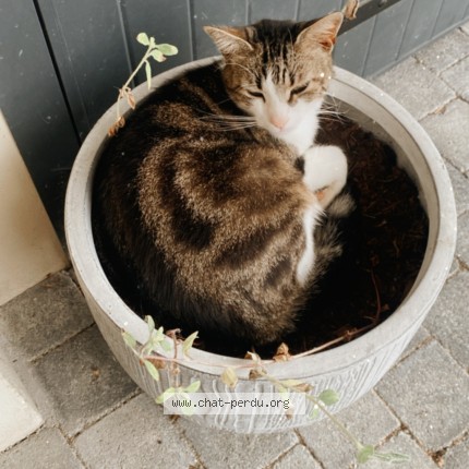 Photo de chat perdu à Evron