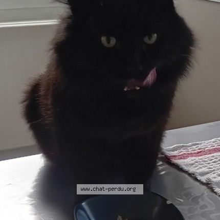 Photo de chat perdu à Sablons