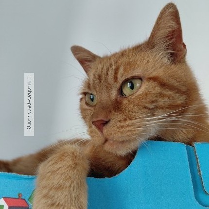 Photo de chat trouvé à Limoges