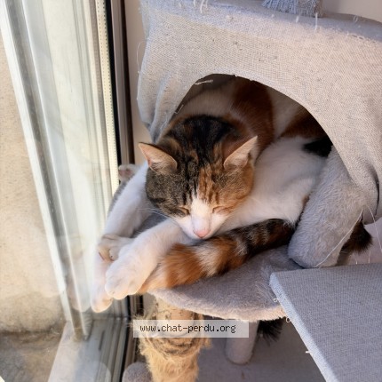 Photo de chat perdu à Saint Andre De La Marche