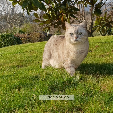 Photo 1/1 Chat retrouvé Perdu à Saint didier au mont d or