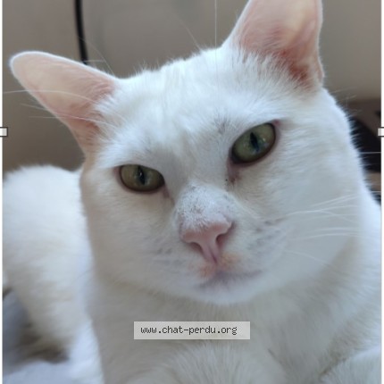 Photo de chat perdu à Abbeville