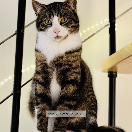 Photo de chat perdu à Chambornay Les Pin