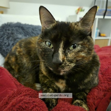 Photo de chat perdu à Gometz Le Chatel