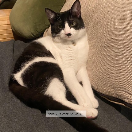 Photo de chat perdu à Biscarrosse