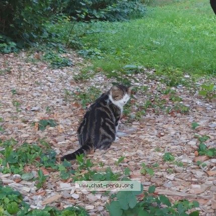 Photo de chat perdu à Lyon
