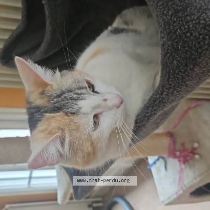 Photo de chat perdu à Morsang Sur Orge