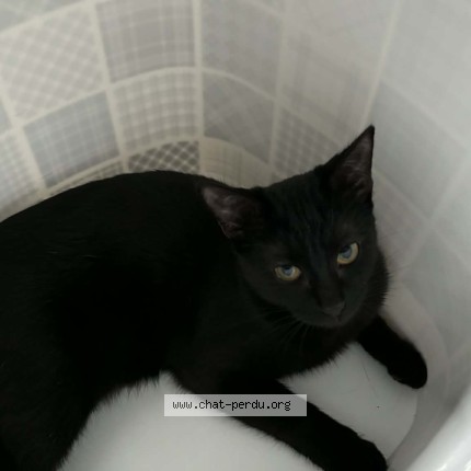 Photo de chat perdu à Tours