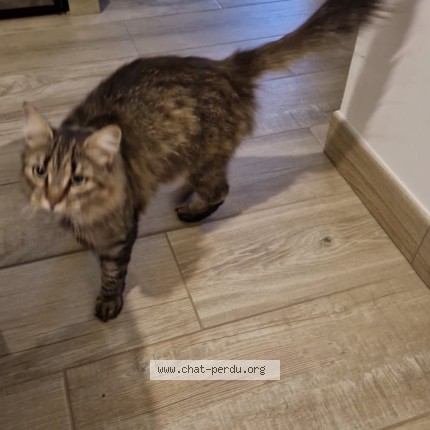 Photo de chat perdu à Ploemeur