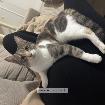 Photo de chat perdu à Carrieres Sous Poissy