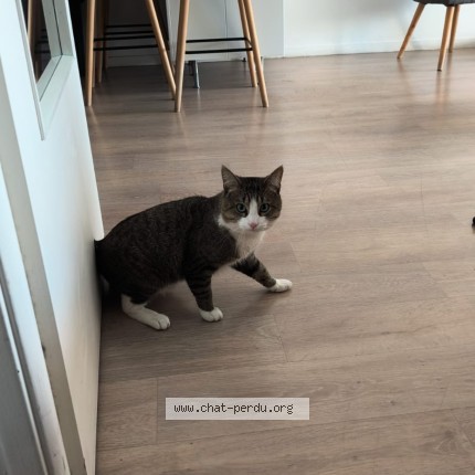 Photo de chat perdu à Lille