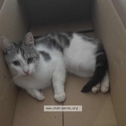 Photo de chat perdu à Cozes