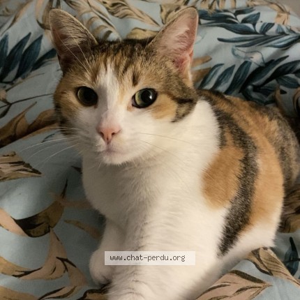 Photo 1/1 RUKKA Chat perdu à Besancon