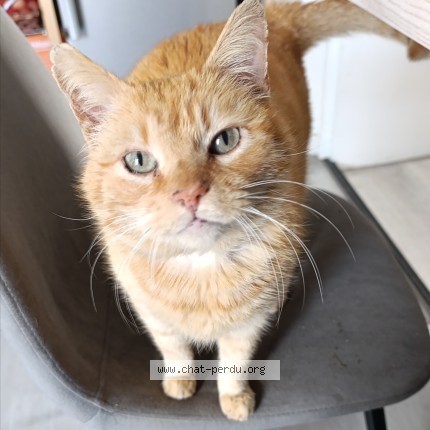 Photo de chat perdu à L Ile D Olonne